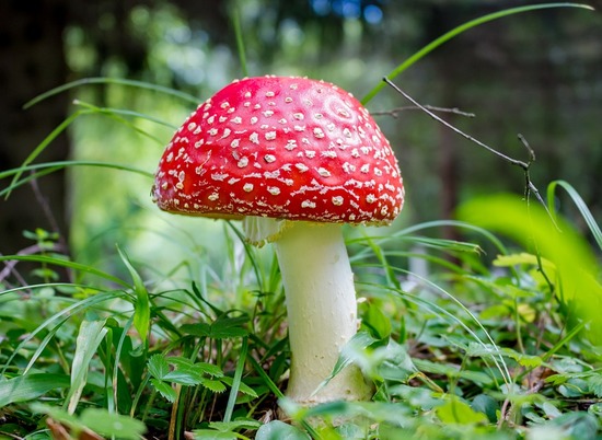 В Волгоградской области несколько семей отравились грибами